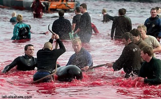Un vrais massacre aux Iles Feroes !! Image521