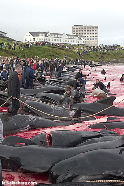 Un vrais massacre aux Iles Feroes !! Image611
