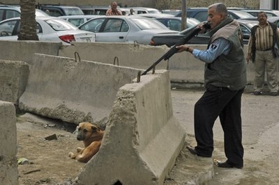 Arrêtez de tuer les chiens en Irak (lettre et pétition Irak10