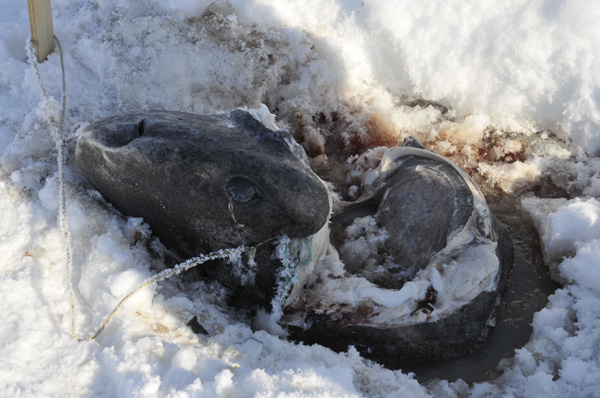 Chiens de traîneaux victimes de la fonte des glaces. J08-0210