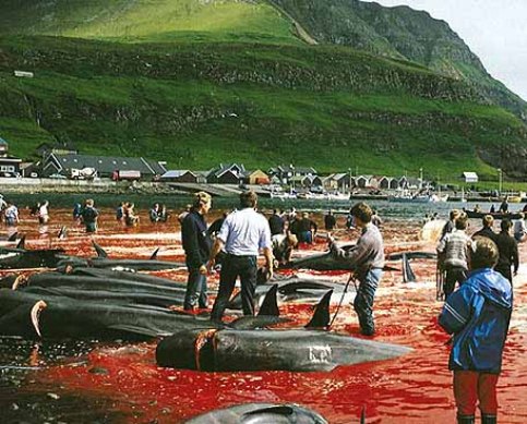 Un vrais massacre aux Iles Feroes !! Nouvel10