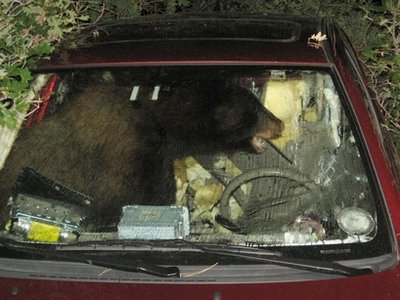 Un nours dans une voiture... Ours-v10