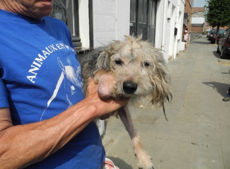 B.Des chiens dans une situation catastrophique saisis à Bray Parila10