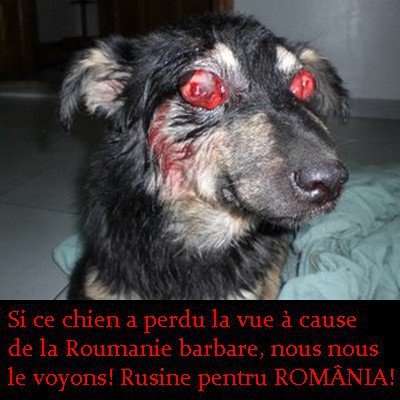 Action pour les chiens en Roumanie !  Pétition Perdu_10