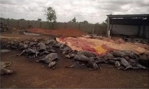 Stop à l'élimination massive des ânes au Burkina Faso Petiti18