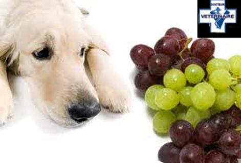  Prévention de l’intoxication au raisin chez le chien ! Raisin10