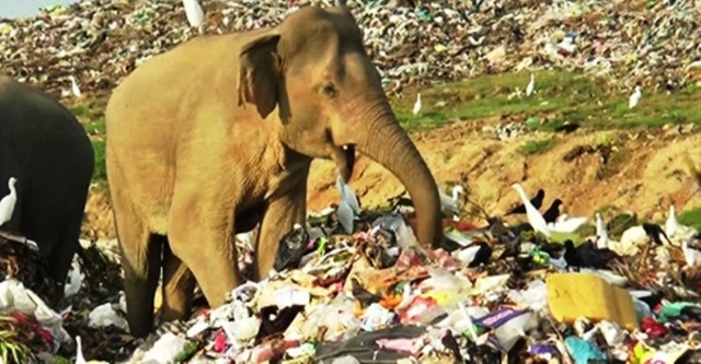 Au Sri Lanka, les éléphants fouillent les décharges publique Safe_i20