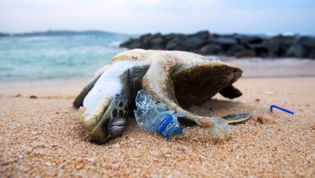 Les animaux marins victimes de nos plastiques Tortue17