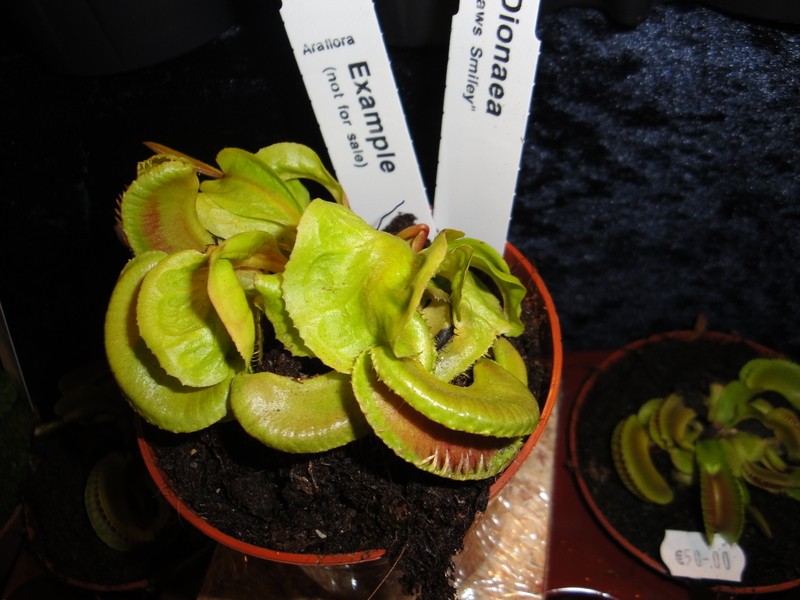 Dionaea "Jaws Smiley" Dionea10