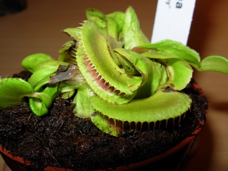 Dionaea "Jaws Smiley" Jaws_s10