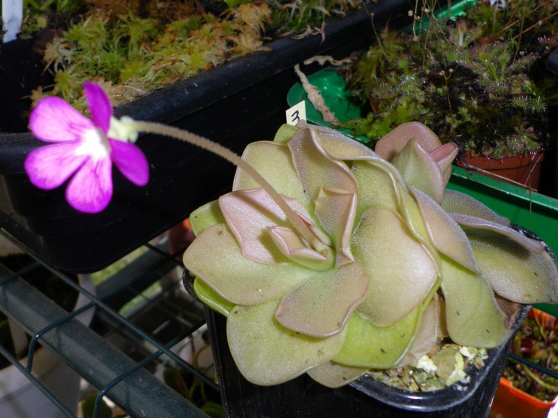 pinguicula Morane10