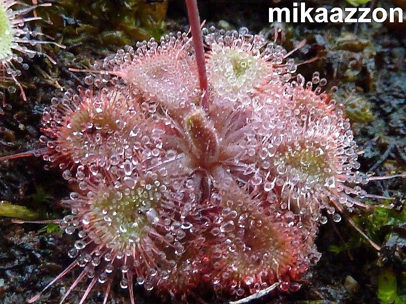 Drosera Burmannii {Humpty Doo} P1020411