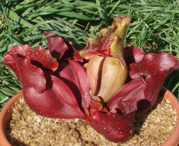 Sarracenia purpurea 'Lipless' Purpu10