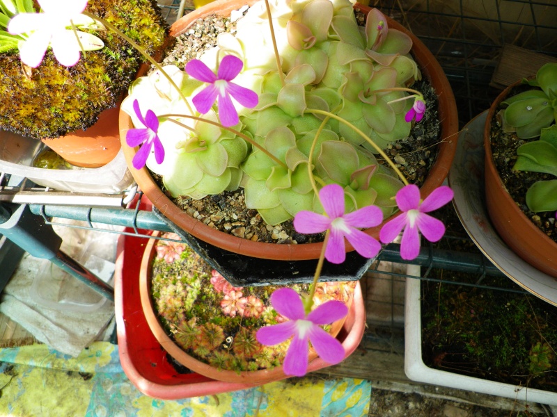 pinguicula Sethos10