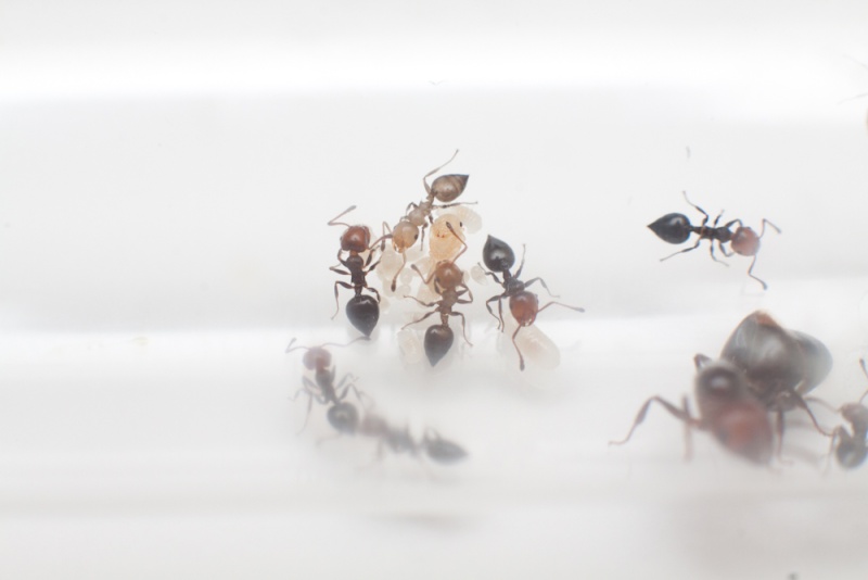 Les fourmis, nos amies à 6 pattes. _mg_6511