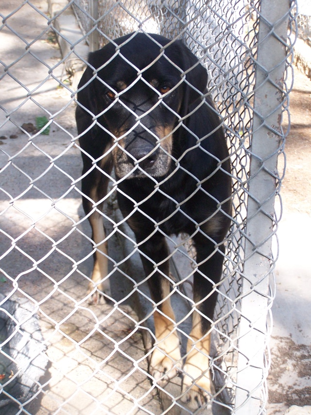 Lo crois berger/ labrador de 3 ans 03510