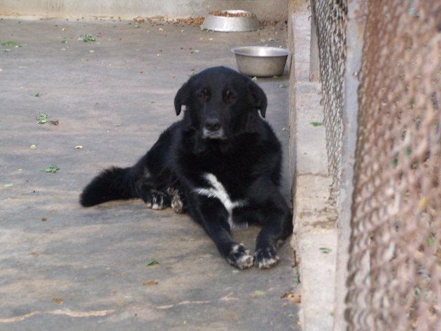 Bouli crois beauceron mle de 3 ans dont 2 ans de refuge !! 03711