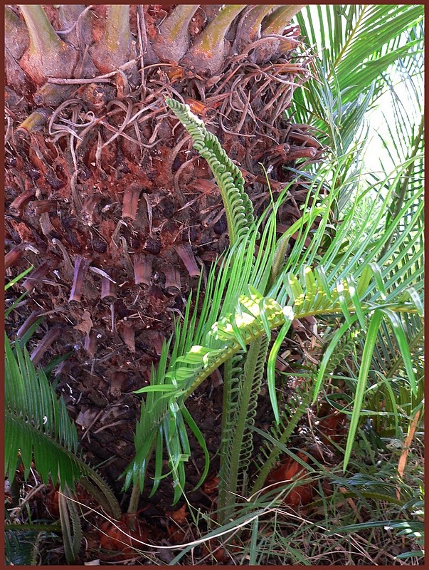 Cycas revoluta - Page 2 P1220725