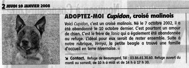 CUPIDON (malinois) - Page 3 Cupido10