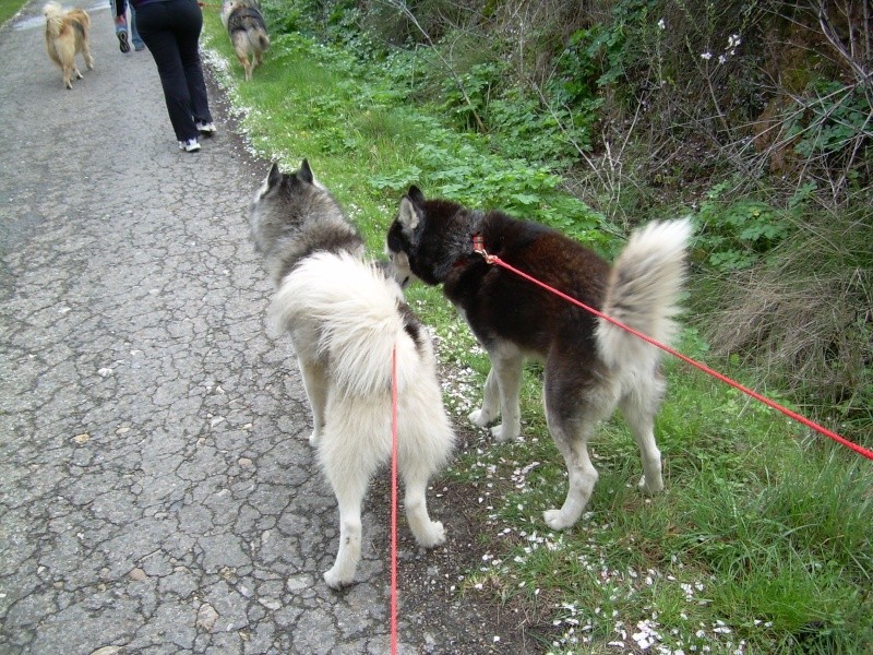 ALASKA mâle husky 12 ans dans l'aude. - Page 3 Indi_a10