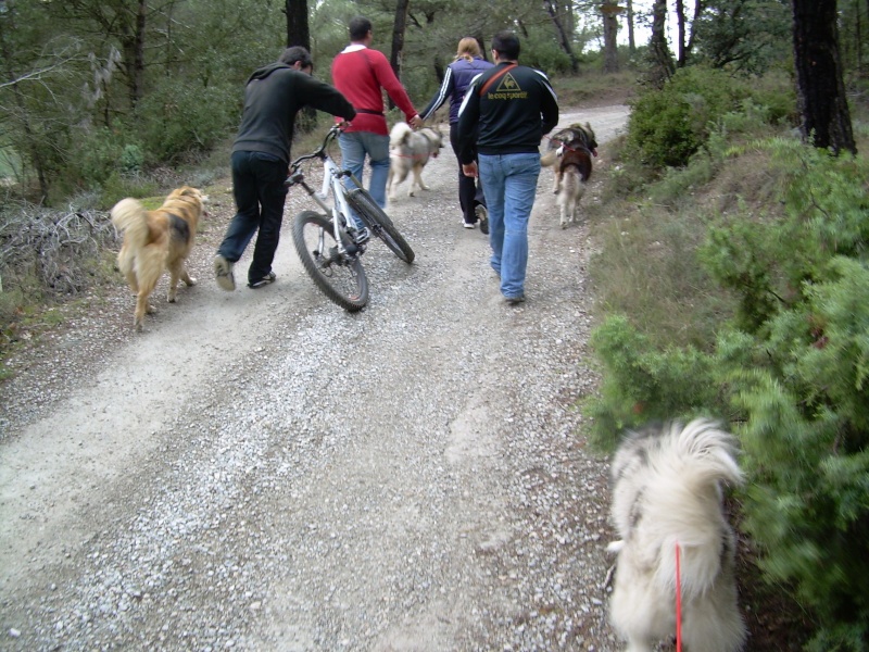 ALASKA mâle husky 12 ans dans l'aude. - Page 3 Tous10