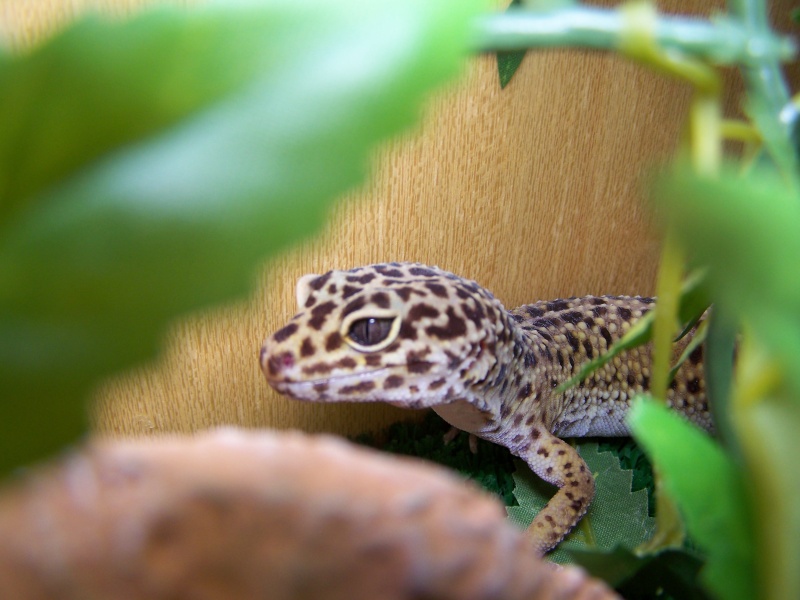 nos geckos Photo_14