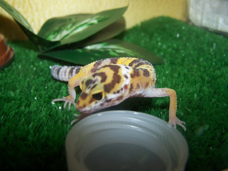 nos geckos Photo_16