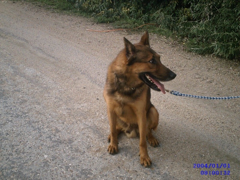 DIABOLLO X malinois de 6 ans (shpa) Photov10