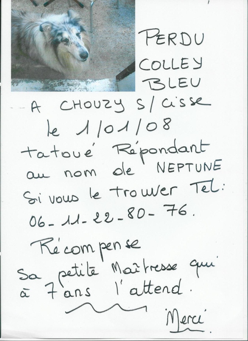 Perdu colley bleu merle(41) Val1110