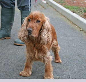 TEXAS - cocker golden mâle - 7 ans - dépt. 81 500_4710