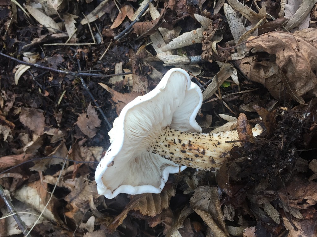 Boletus persoonii ? Img_3010