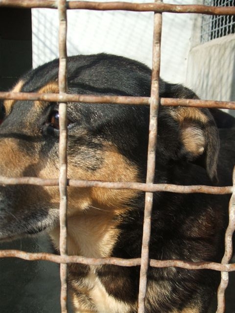 41 SALBRIS - les chiens qui sont encore au refuge SOS Dscf2011