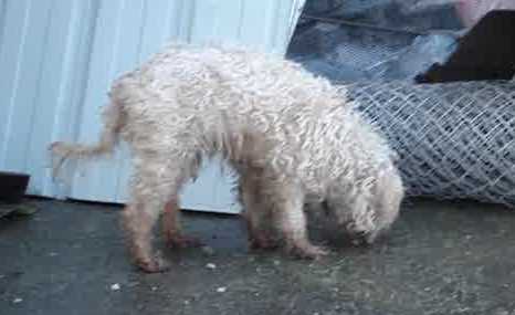 CANDY caniche abricot 12 ans dans le froid (38)- ADOPTEE Candy310