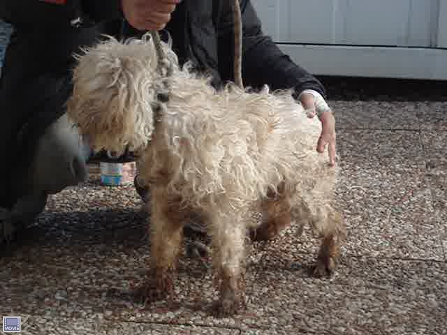 CANDY caniche abricot 12 ans dans le froid (38)- ADOPTEE Candy410