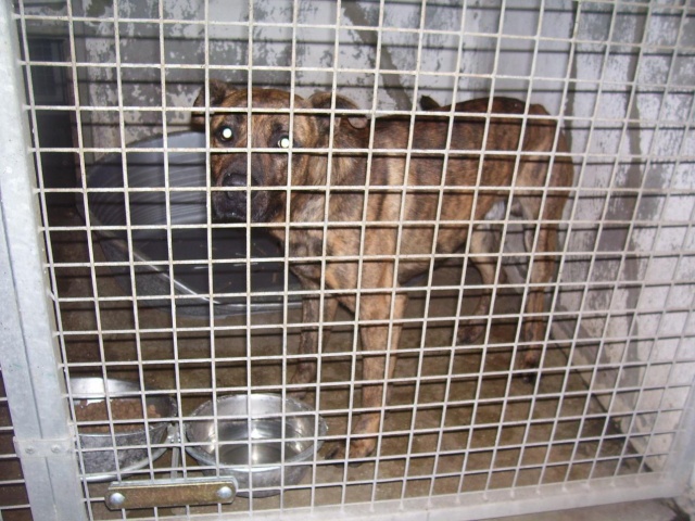 X DOGUE BOXER  male 2 ans Xdogue10