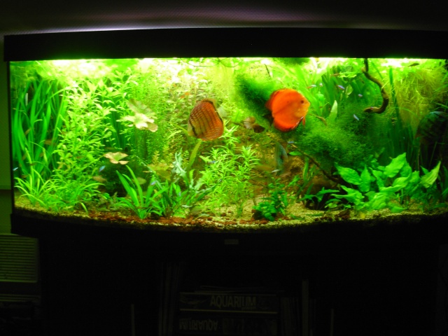 Photos fishroom P.3 Aqua_214