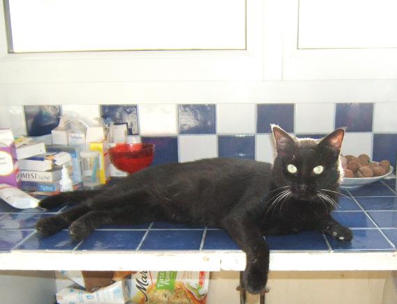 filou magnifique chat noir FIV+ d'1 ou 2 ans à adopter - Page 4 Filou_11