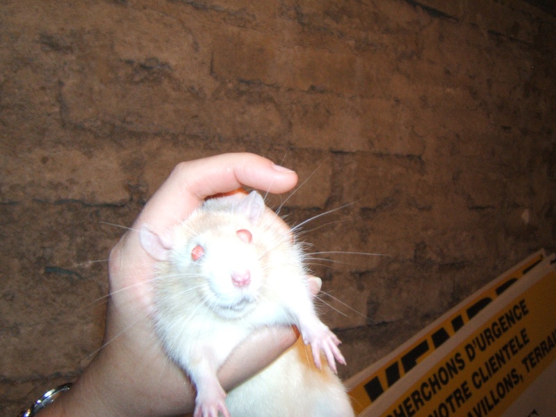 Pirate, rat mâle de 3 mois Pirate11