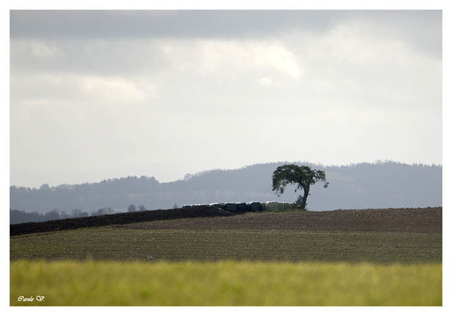 Promenade dans les coteaux Lyonnais Coteau17