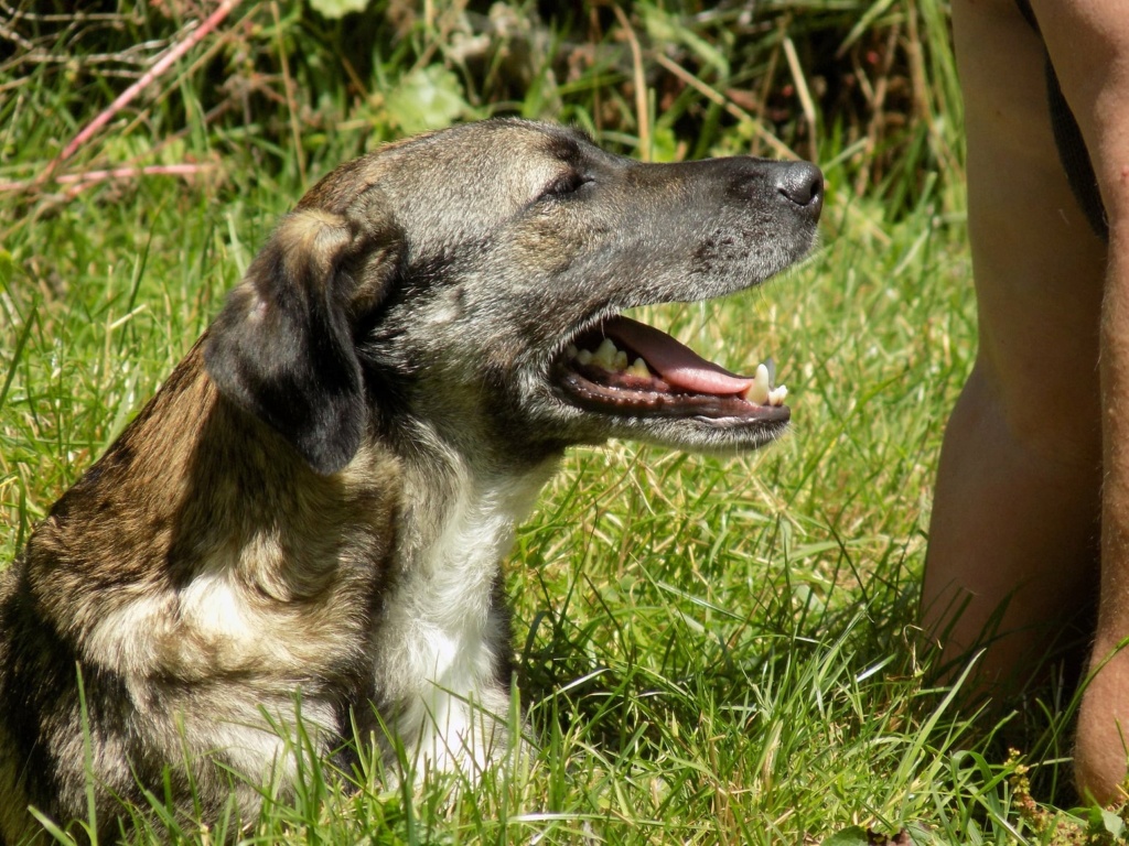 NORMA !! + de 3 ans de box !! femelle croisée de taille moyenne, née en décembre 2016 - en FA chez Sylvie (02) - ADOPTEE PAR Cecile (59) - Page 7 22006110