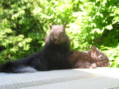 mes bébés écureuils noirs :O) Ecureu10