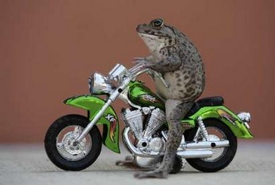 Frog On A Motorcycle Frog10