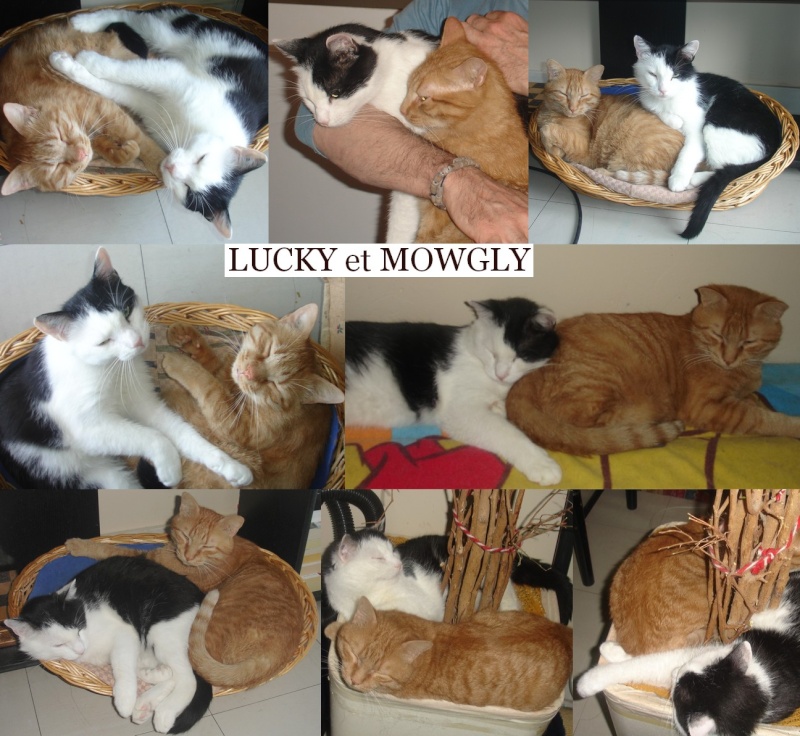Lucky et Mowgly, les inséparables Lucky_10