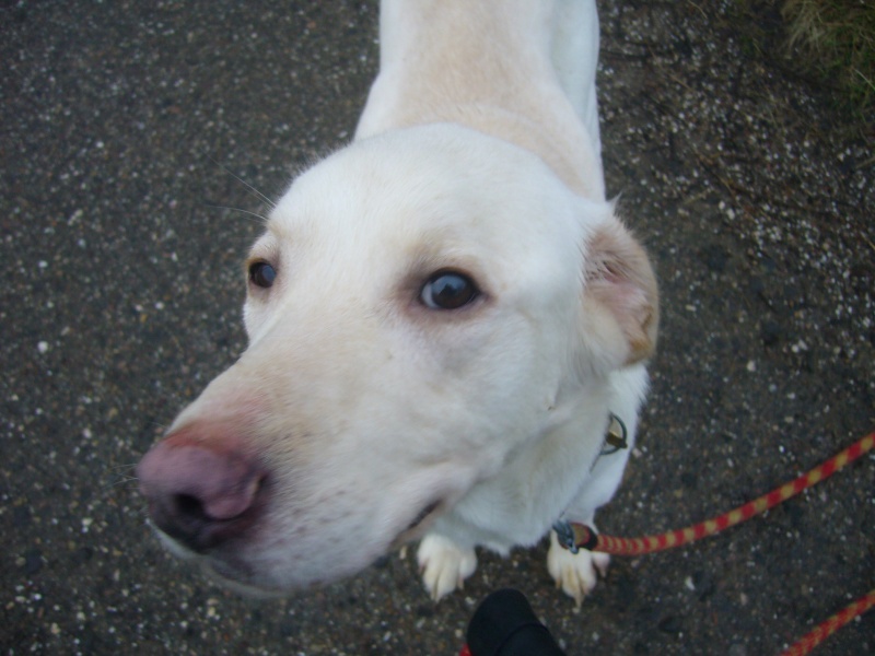 Benji, labrador beige de moins de 2 ans Benji_11