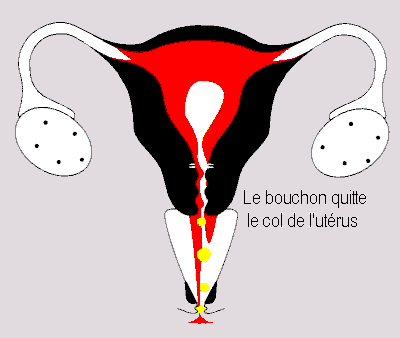 Que sont les glaires et comment dtcter l'ovulation Reprod11