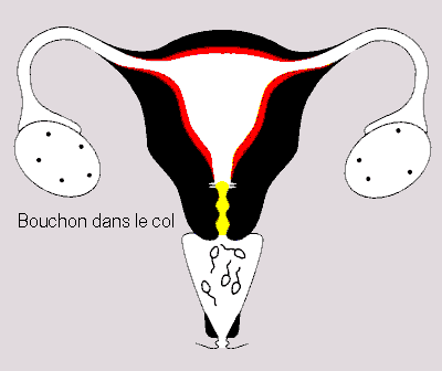 Que sont les glaires et comment dtcter l'ovulation Reprod12