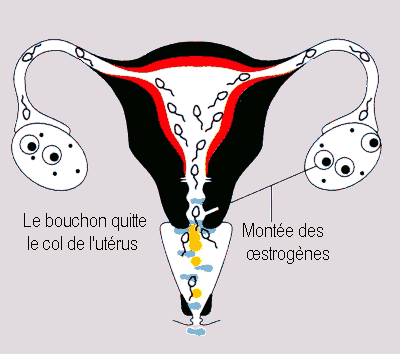 Que sont les glaires et comment dtcter l'ovulation Reprod13