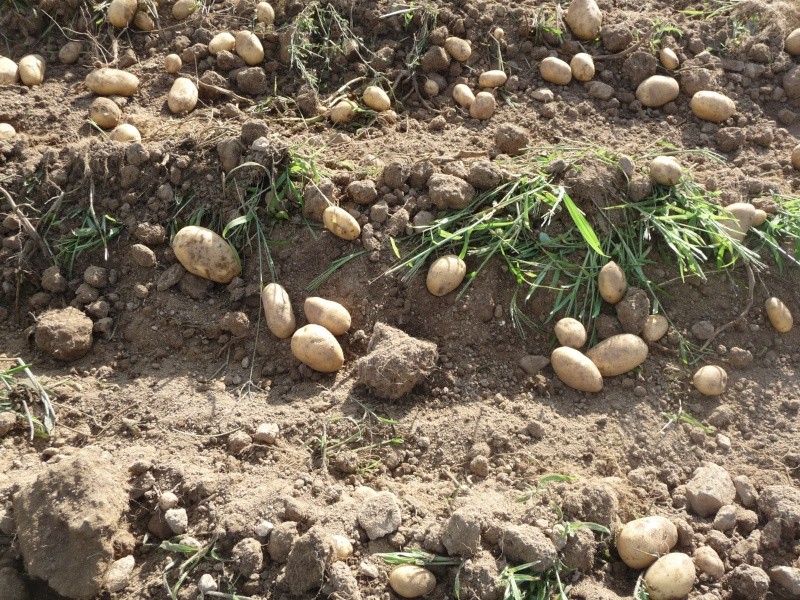 Arrachage des pommes de terre avec le LAMBORGHINI Vacanc30