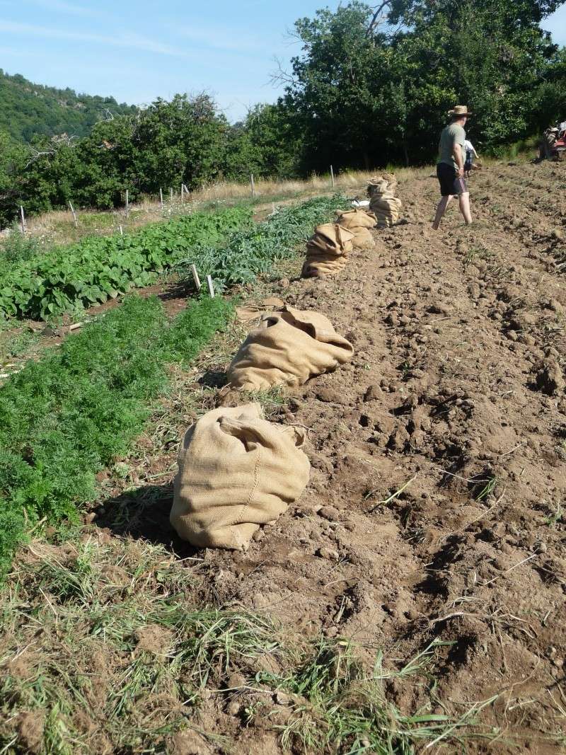 terre - Arrachage des pommes de terre avec le LAMBORGHINI Vacanc35