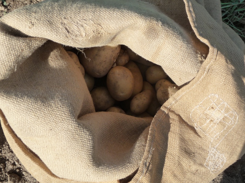 terre - Arrachage des pommes de terre avec le LAMBORGHINI Vacanc38